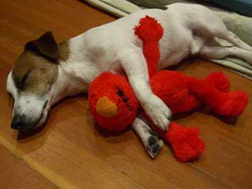 dog sleeping with Elmo toy